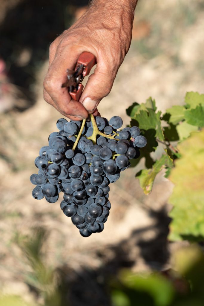 Grappe de raisin en agriculture biologique Côtes du Rhône